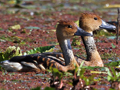 Fulvous Whistling-Duck